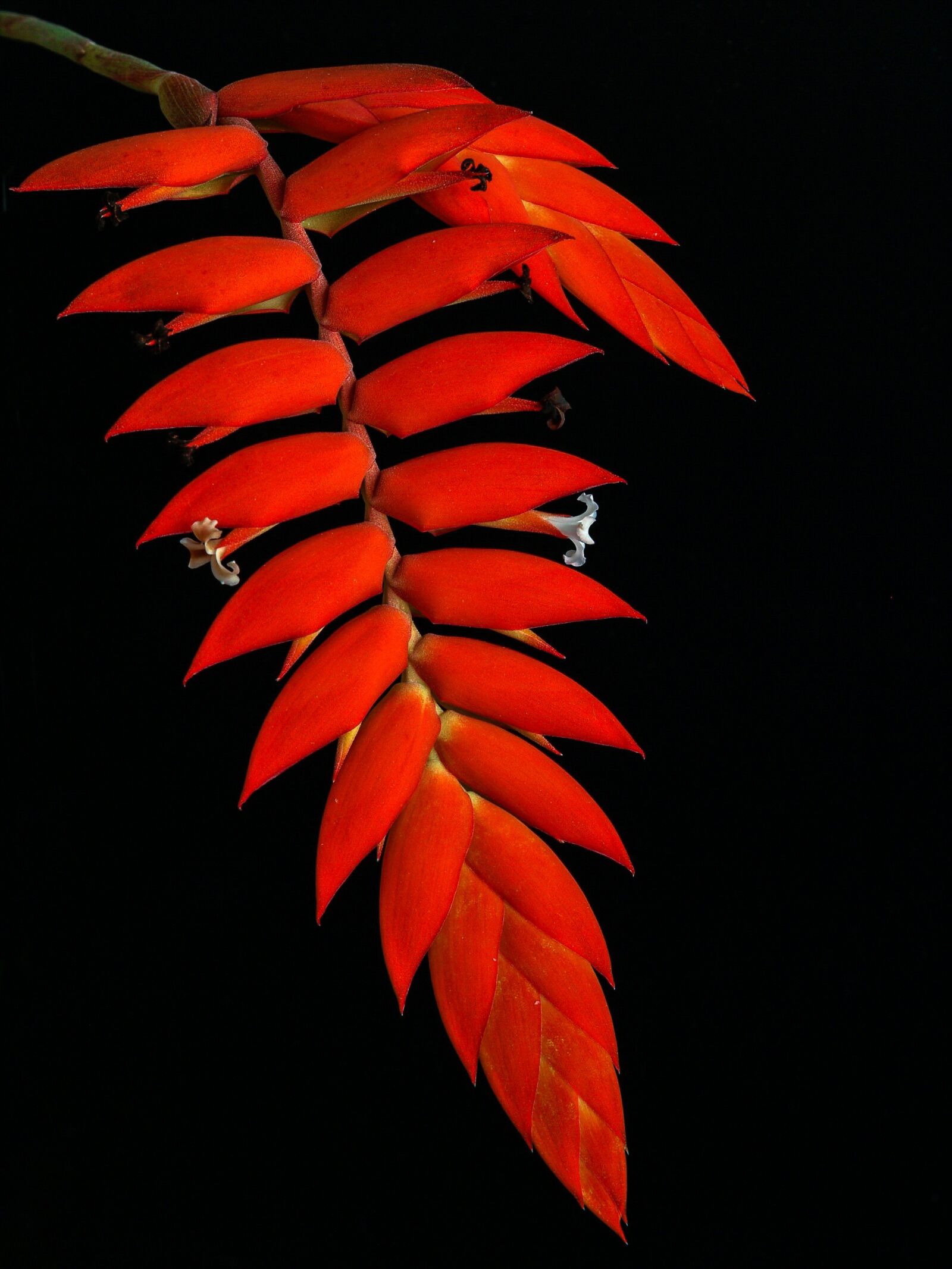 Olympus E-500 (EVOLT E-500) sample photo. Bromelie, flower, red photography