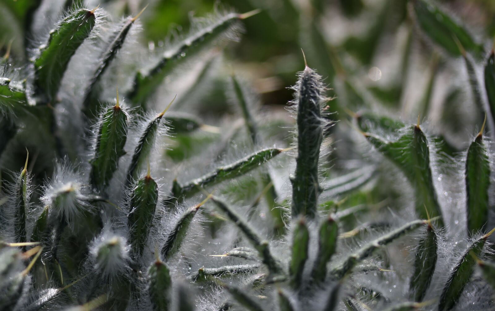Canon EF-S 60mm F2.8 Macro USM sample photo. Plant, down, green photography