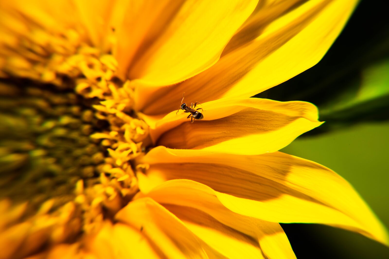 Nikon D850 sample photo. Sunflower, ant, insect photography