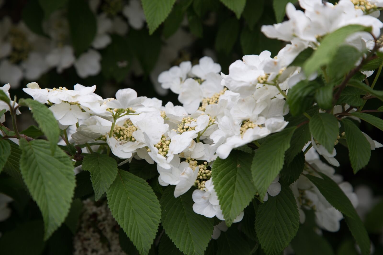 Canon EOS 6D + Canon EF 24-105mm F4L IS USM sample photo. Spring, plant, garden photography