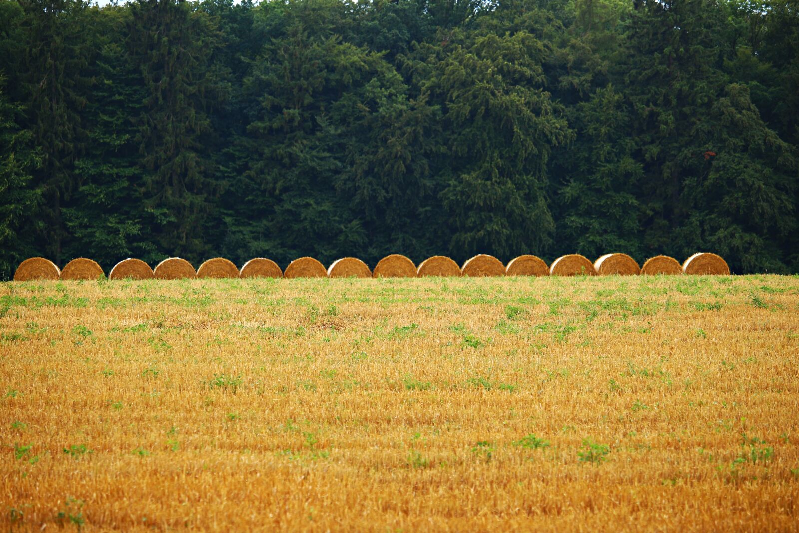 Canon EOS 100D (EOS Rebel SL1 / EOS Kiss X7) sample photo. Straw bales, straw, field photography