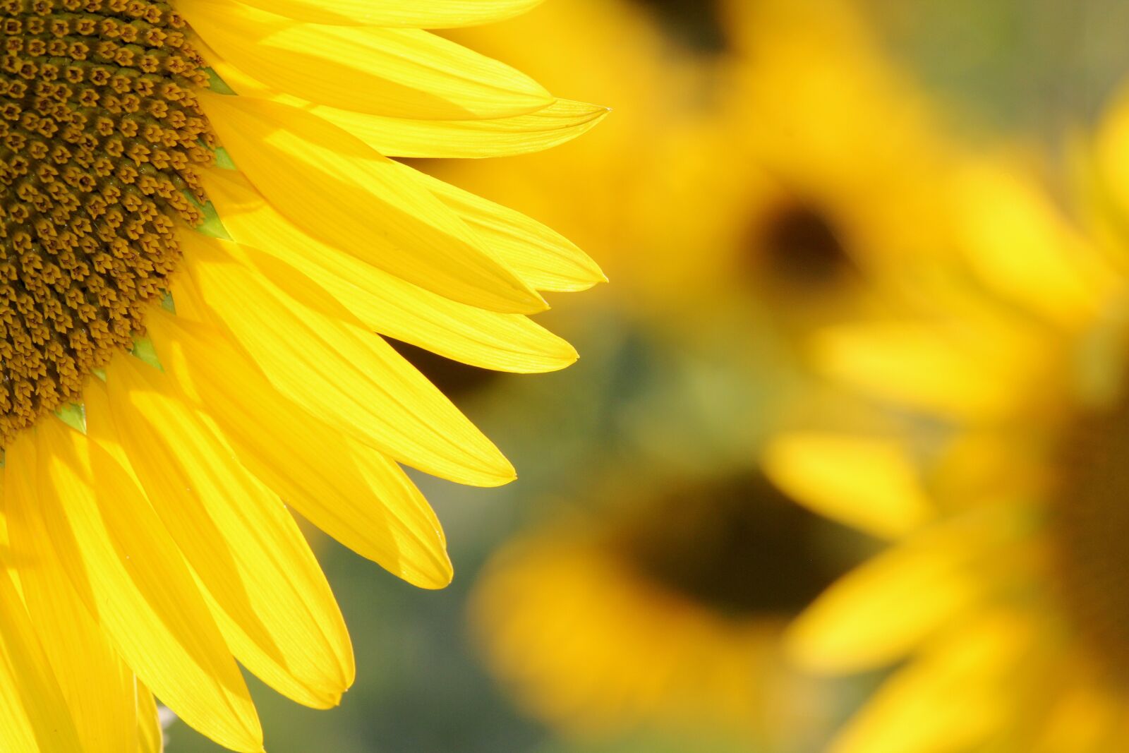 Canon EOS 550D (EOS Rebel T2i / EOS Kiss X4) sample photo. Sunflower, yellow, flower photography