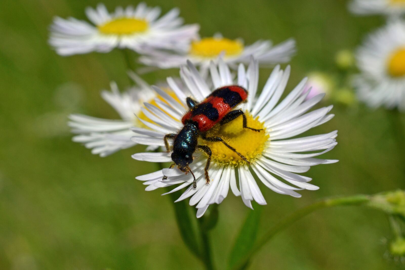 Nikon D3100 sample photo. Immenk fer, daisy, trichodes photography