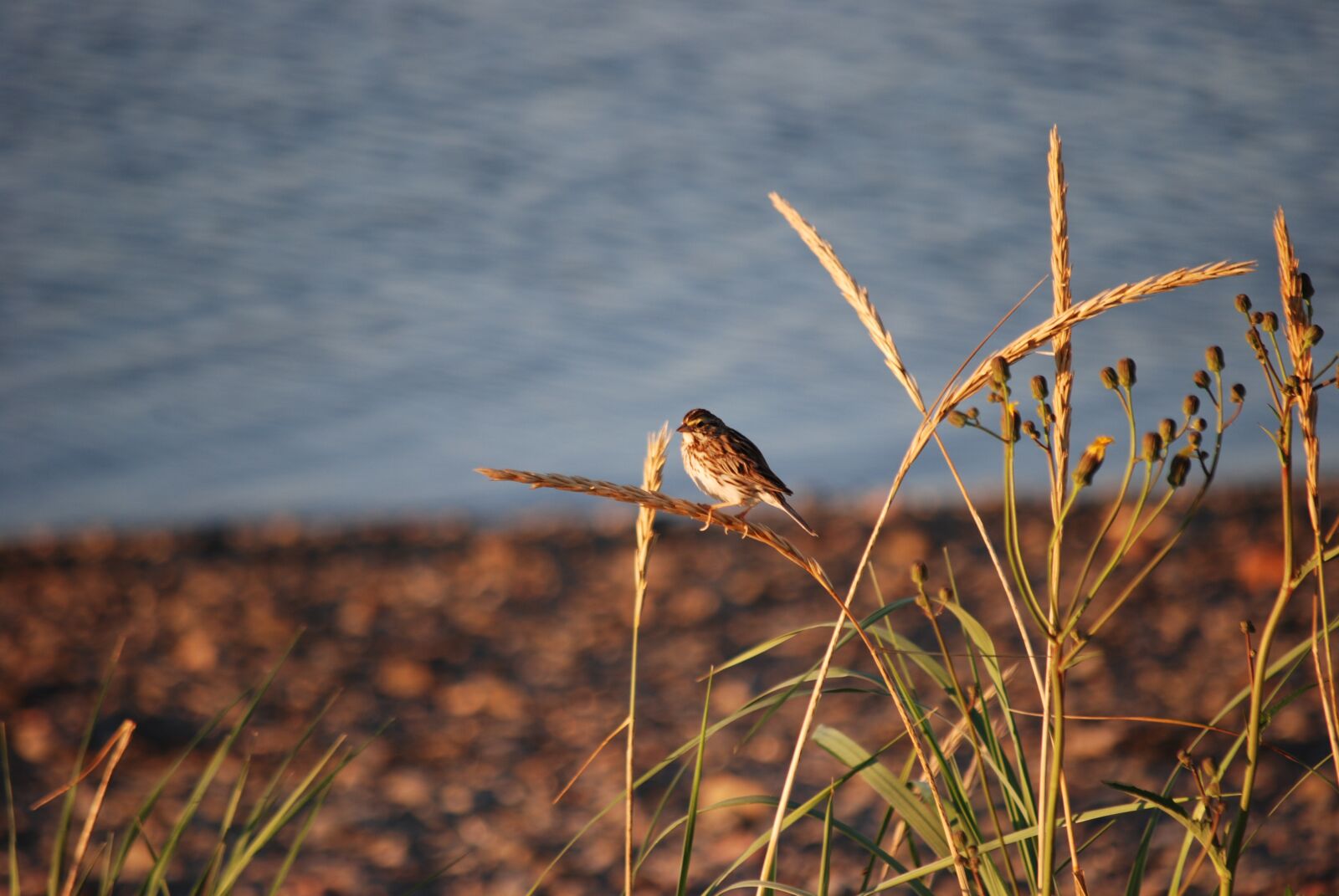 Nikon D80 sample photo. New, nature, landscape photography