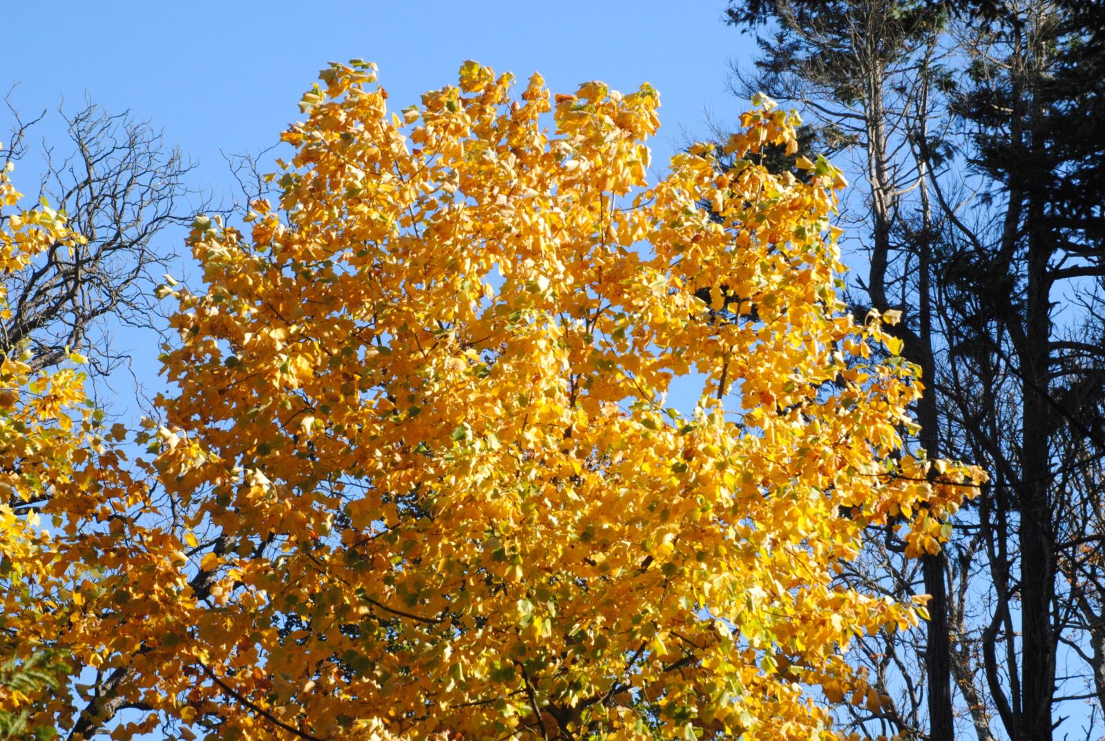 Nikon D3000 sample photo. Landscape, cristina enea, tree photography