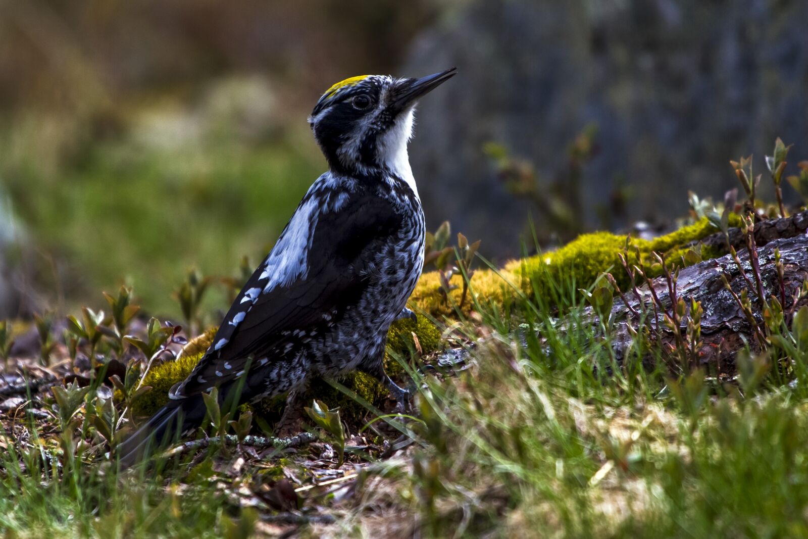 Canon EF 100-400mm F4.5-5.6L IS USM sample photo. Bird, fowl, woodpecker photography