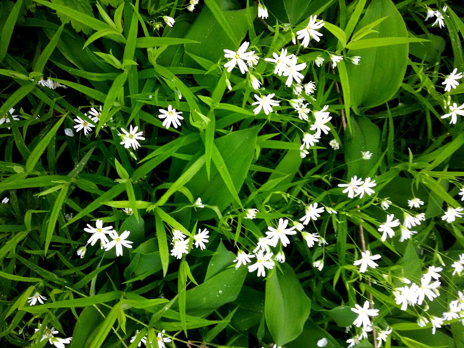 Samsung Galaxy S5 Mini sample photo