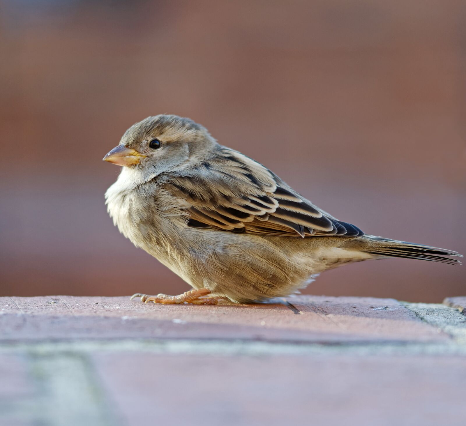 Nikon D5100 sample photo. Sparrow, bird, small photography