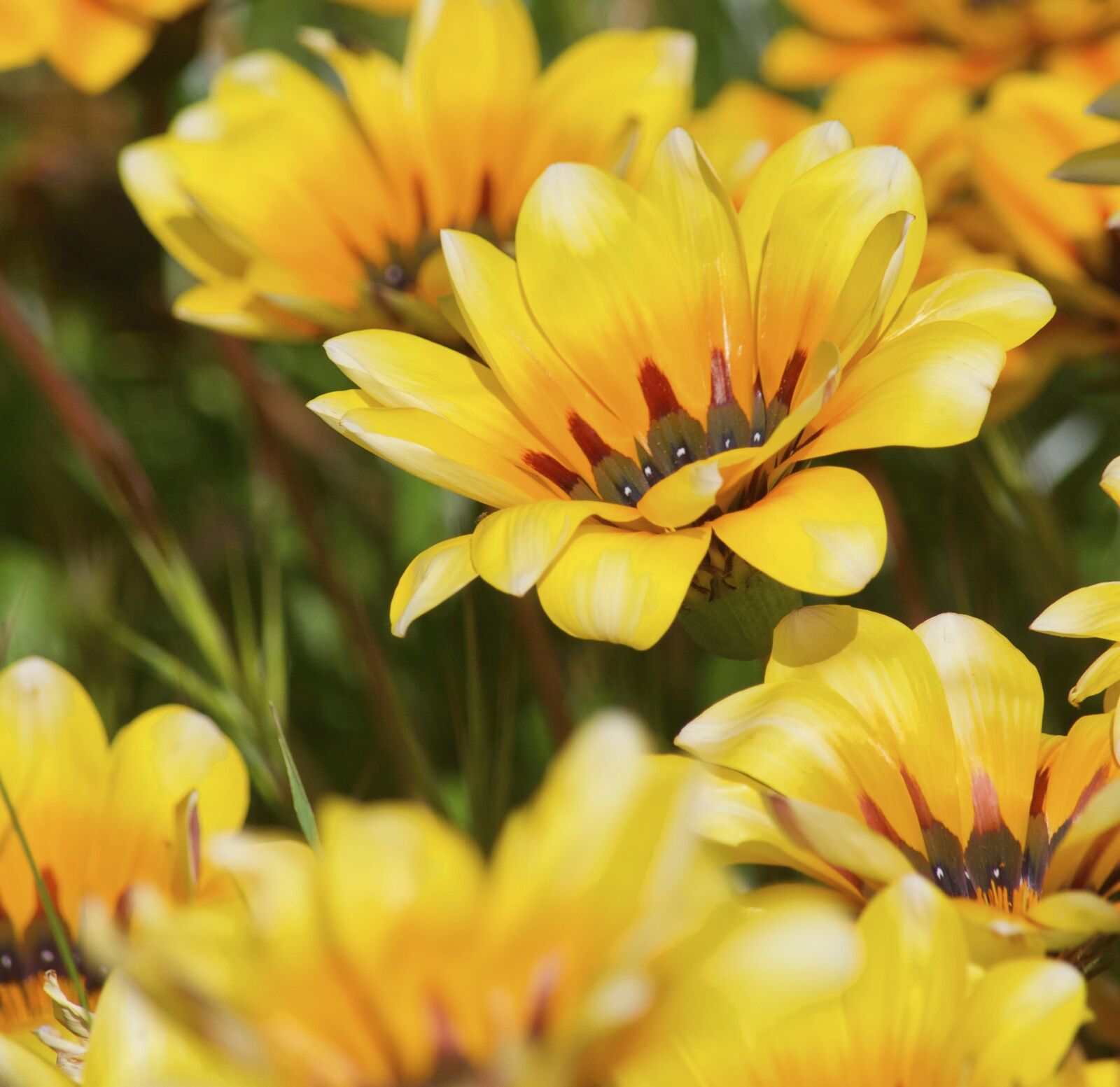 Nikon D5100 sample photo. African, daisy, beautiful, flowers photography