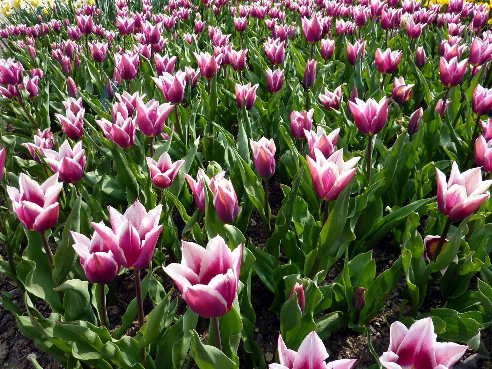 Panasonic DMC-TZ7 sample photo. Tulips, zoo, mulhouse photography