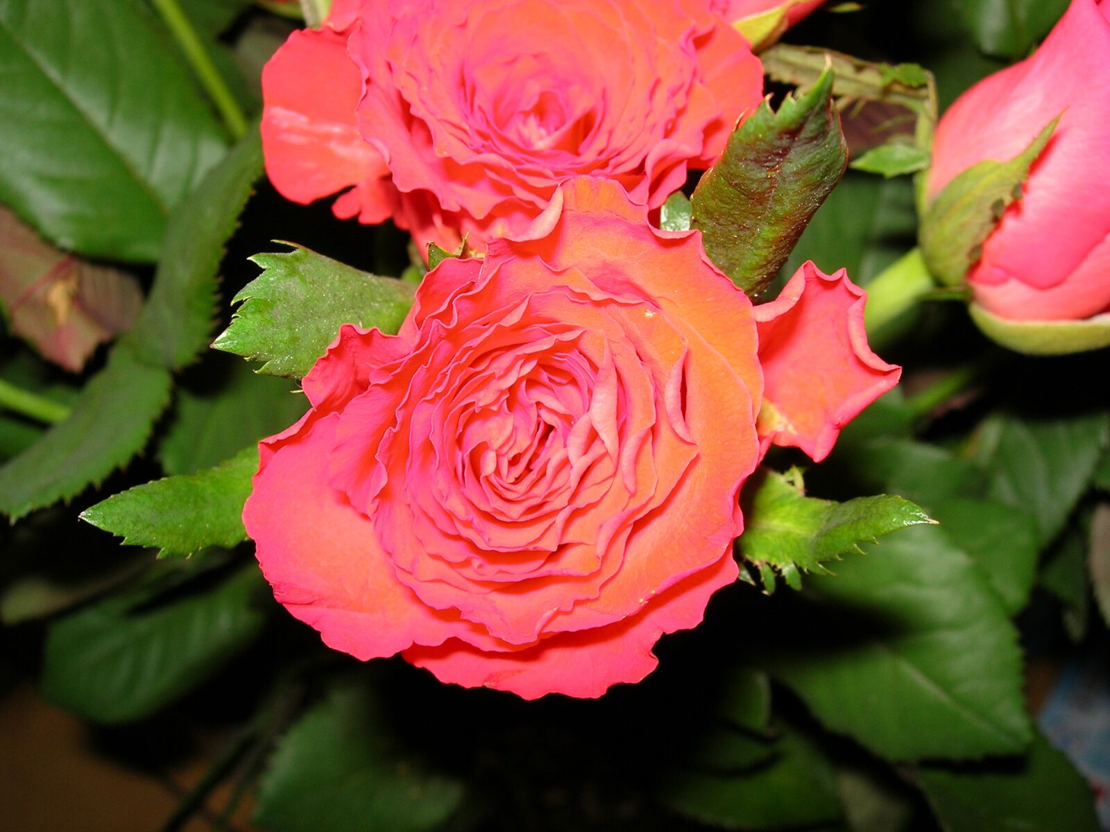 Nikon E5900 sample photo. Rose, flower, fade photography