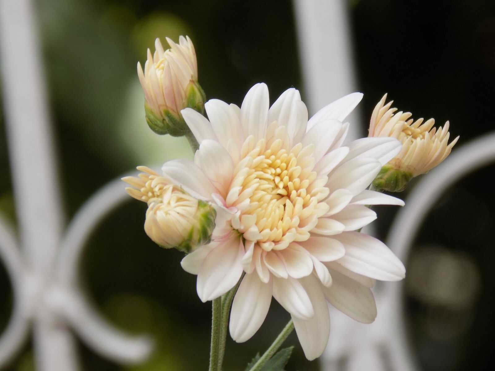 Nikon COOLPIX L340 sample photo. Flowers, white, garden photography