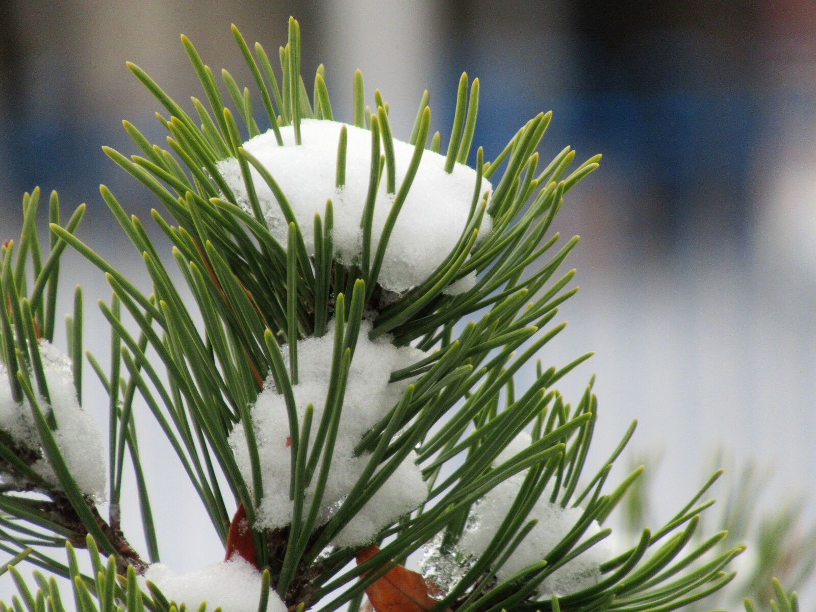 Canon PowerShot SX620 HS sample photo. Snow, pine, winter photography