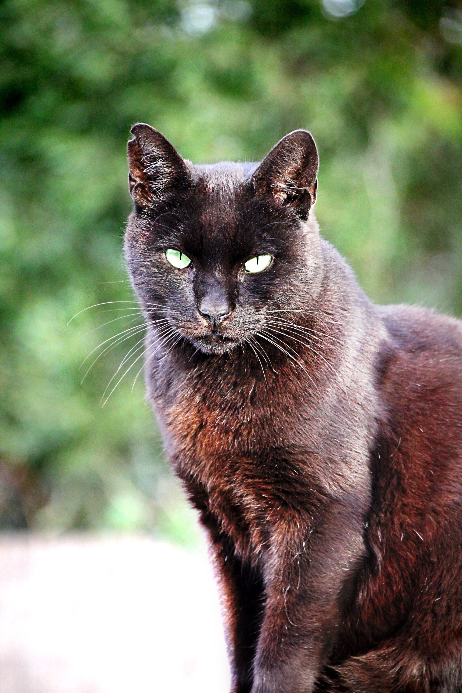 Canon EOS 550D (EOS Rebel T2i / EOS Kiss X4) sample photo. Cat, black, pet photography