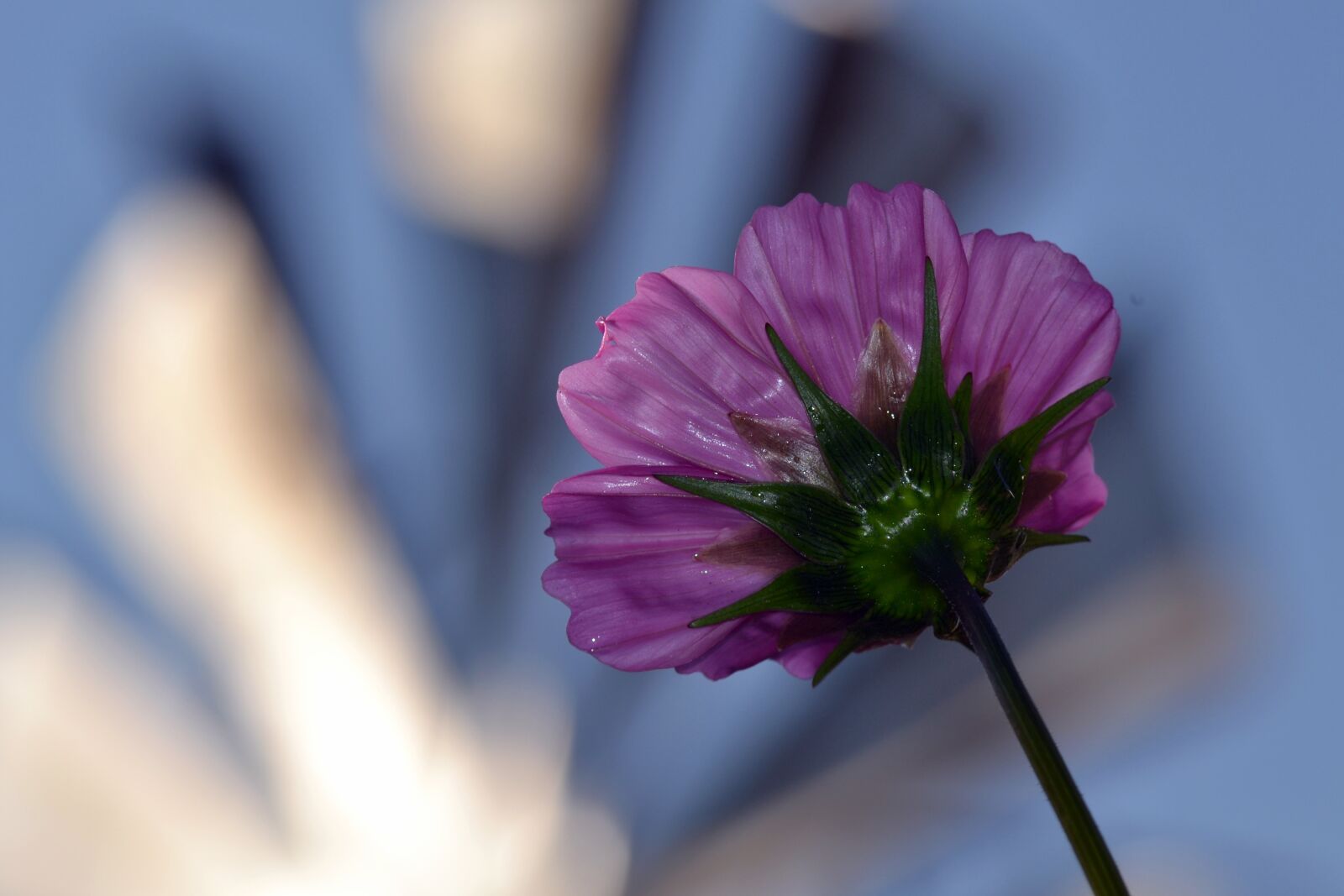 Nikon D3100 sample photo. Bright flower, foreground, landscape photography