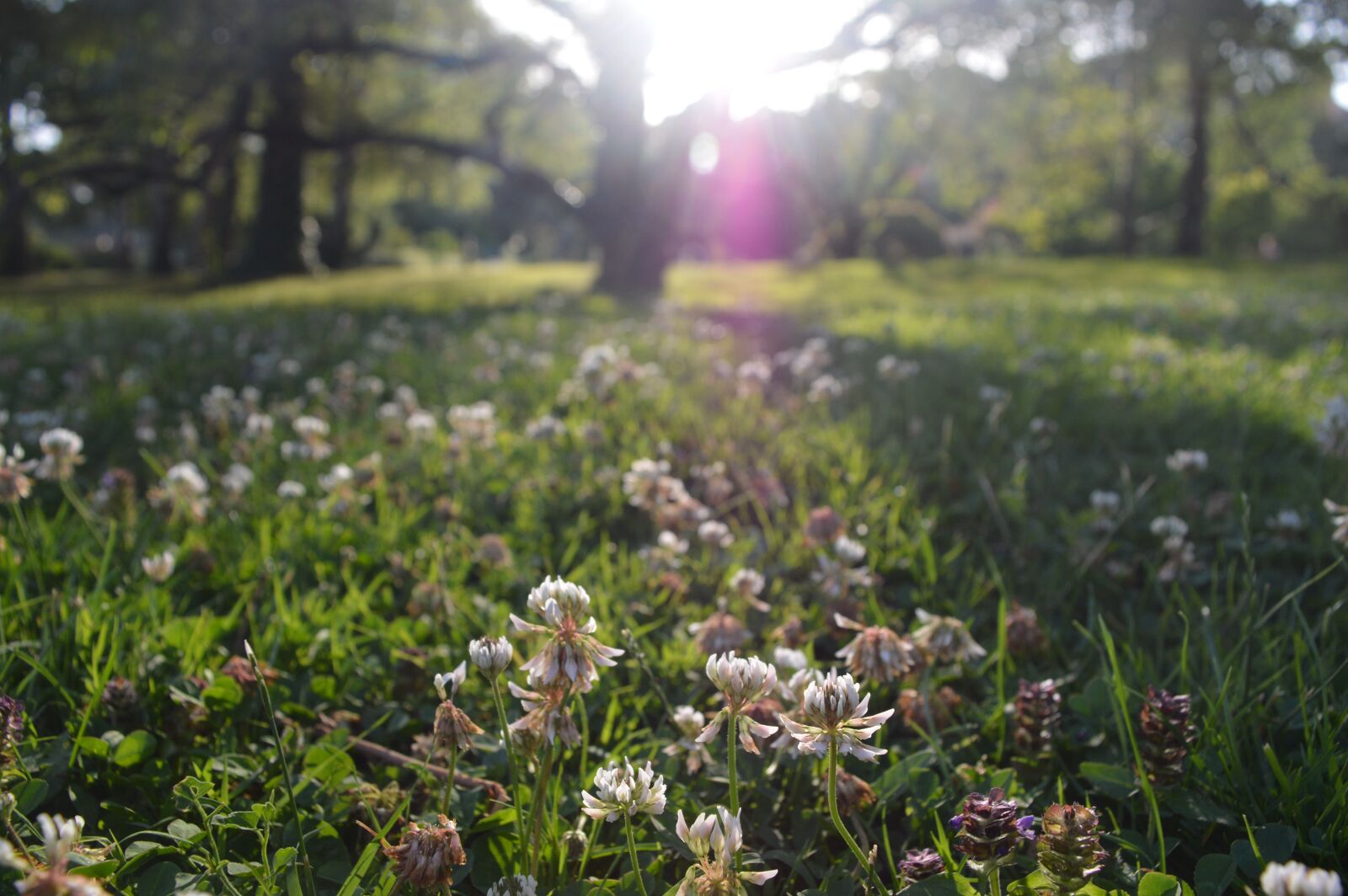Nikon D3200 sample photo. Clover, flower, white photography