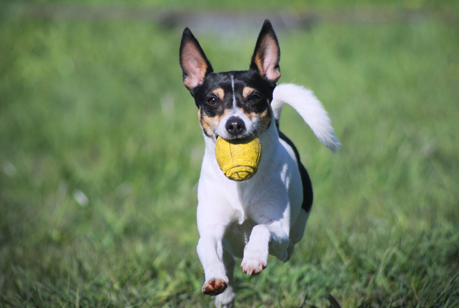 Sony Alpha DSLR-A100 sample photo. Dog, game, breed photography