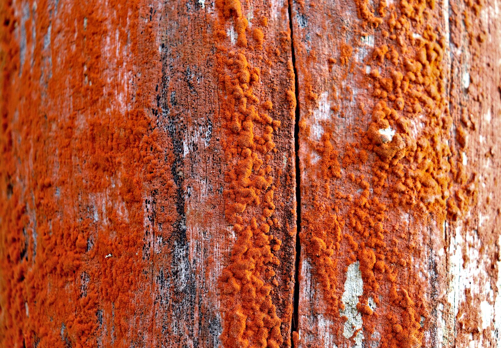 Canon EOS 800D (EOS Rebel T7i / EOS Kiss X9i) sample photo. Foam, wood pole, foam photography