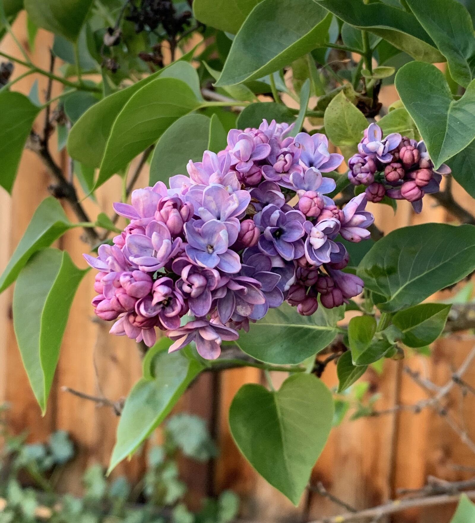 Apple iPhone XS sample photo. Lilac, spring, springtime photography