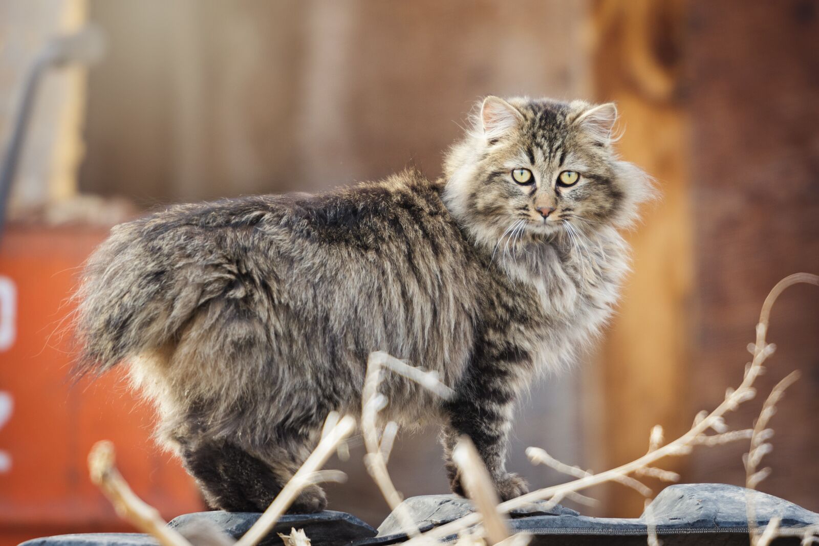 Nikon D7200 sample photo. Animal, nature, cute photography