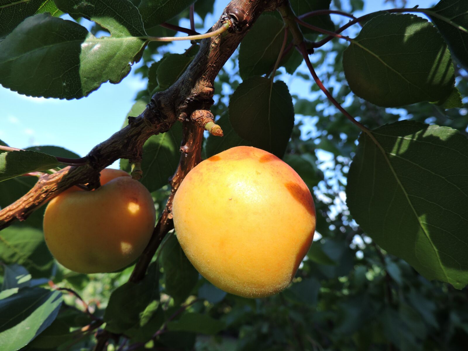 Nikon Coolpix P530 sample photo. Apricot, wachau, yellow photography
