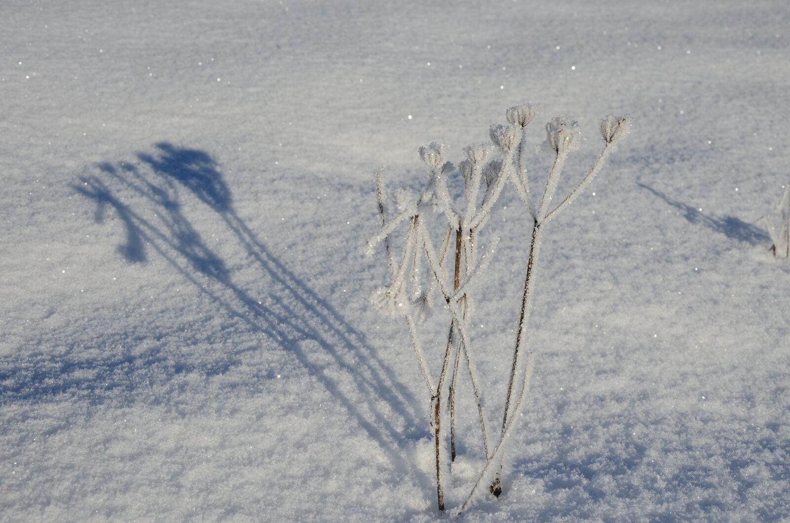 Nikon D5100 sample photo. Winter, snow, nature photography