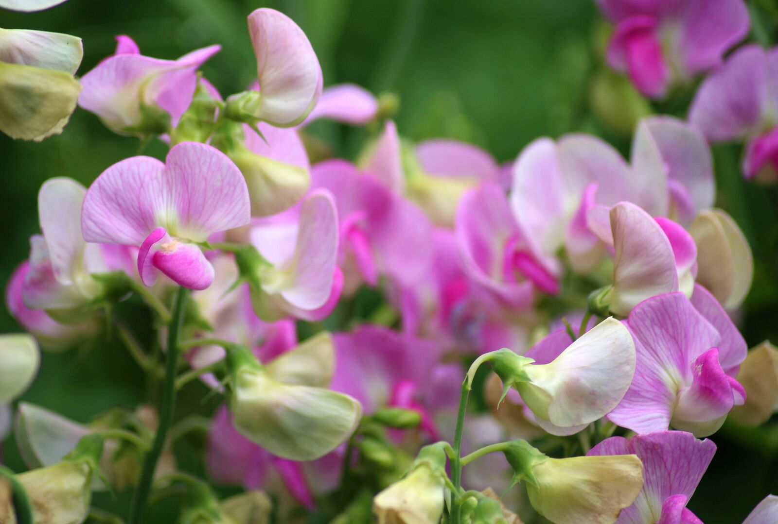 Canon EOS 1200D (EOS Rebel T5 / EOS Kiss X70 / EOS Hi) sample photo. Sweet pea scented, ornamental photography