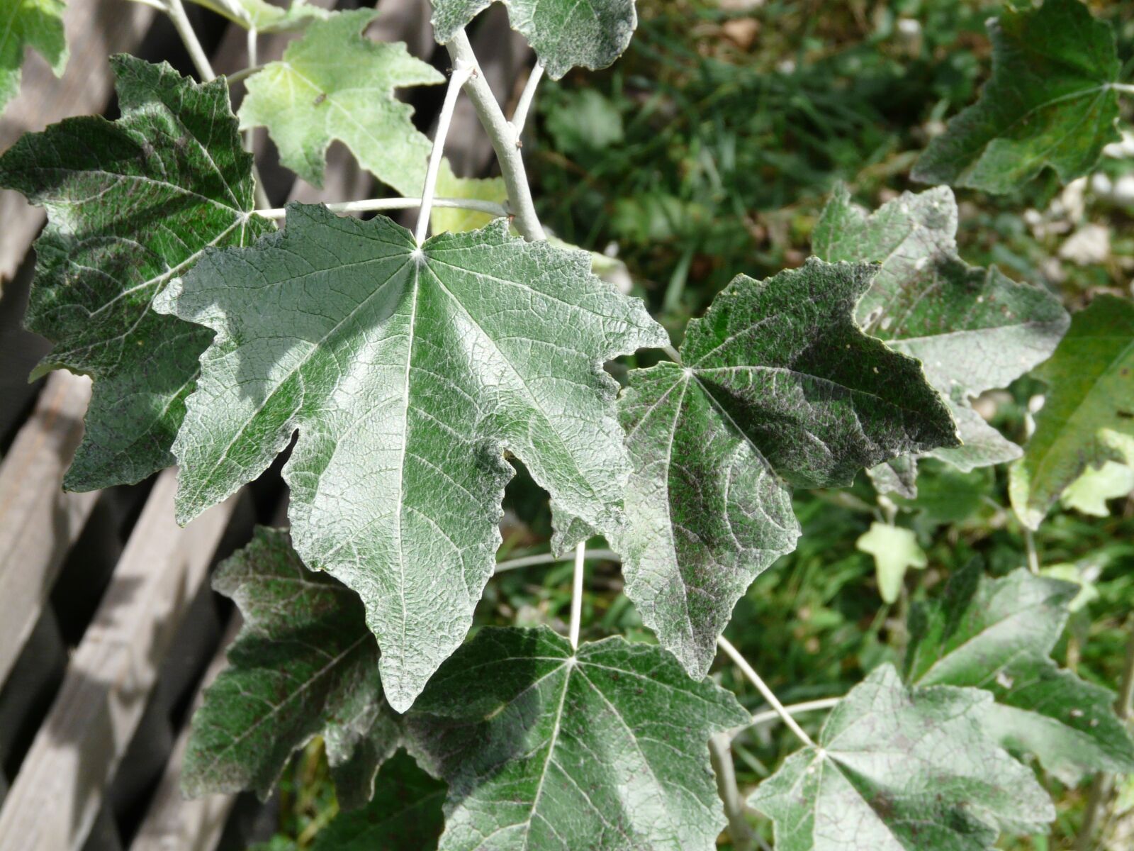 Panasonic DMC-FZ18 sample photo. Leaf, green, close up photography