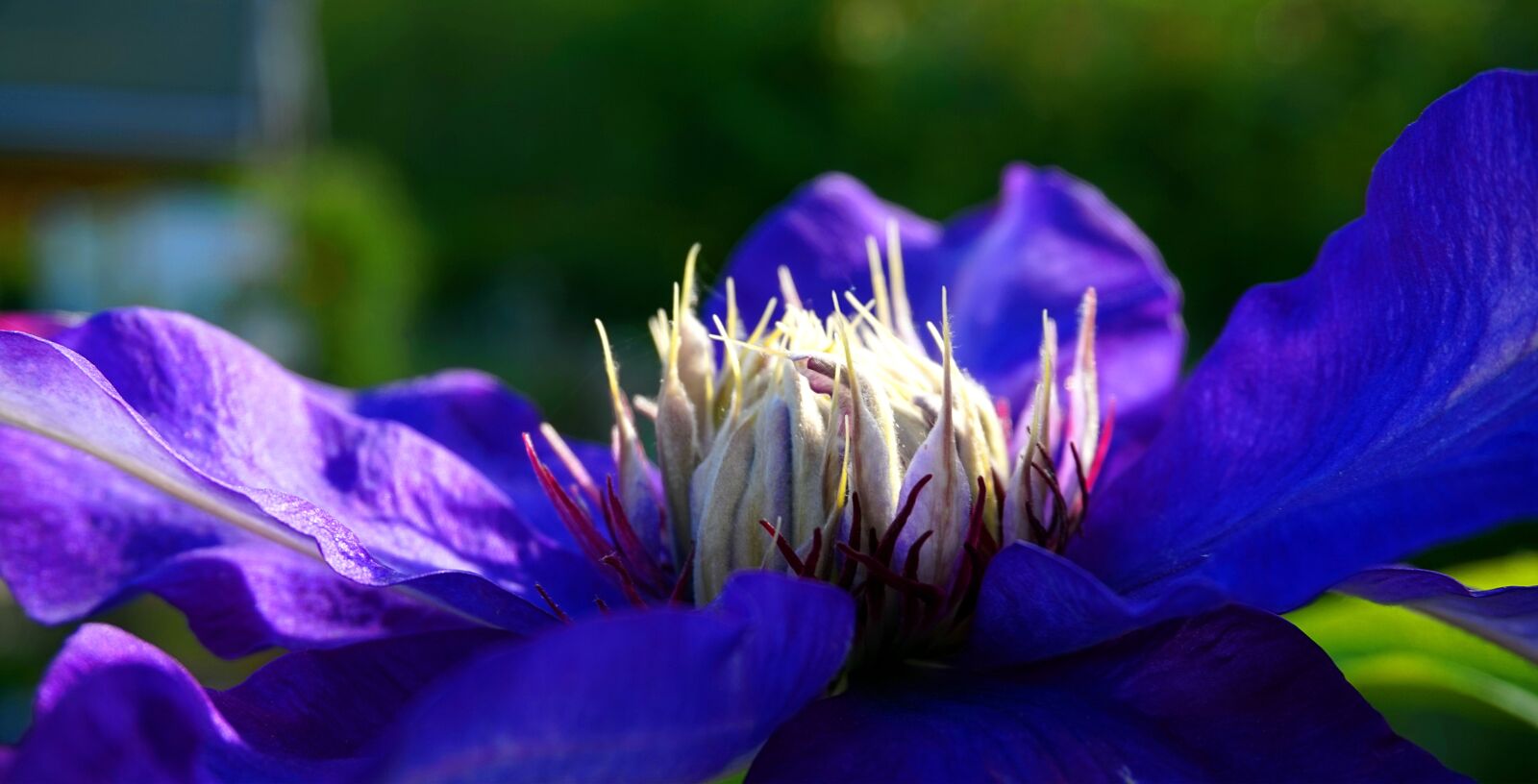 Sony Alpha a5000 (ILCE 5000) sample photo. Clematis, blue, blossom photography