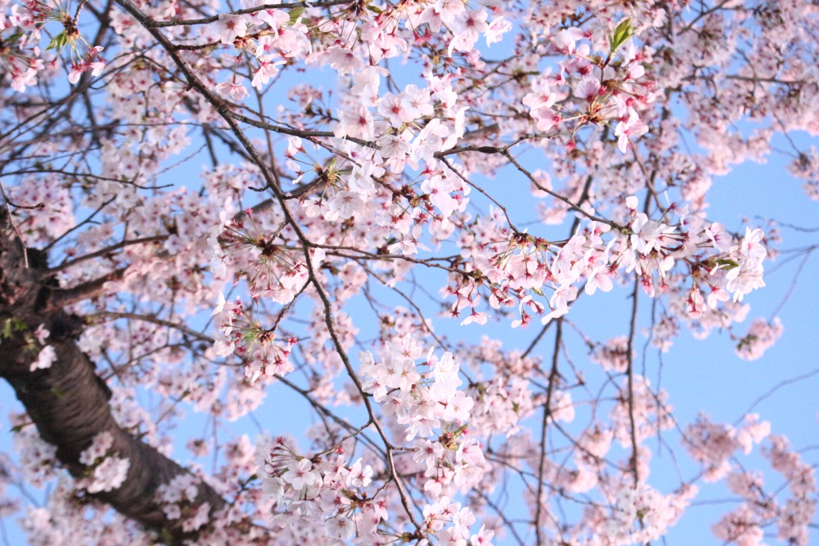 Canon EOS 100D (EOS Rebel SL1 / EOS Kiss X7) sample photo. Cherry blossom, cherry tree photography