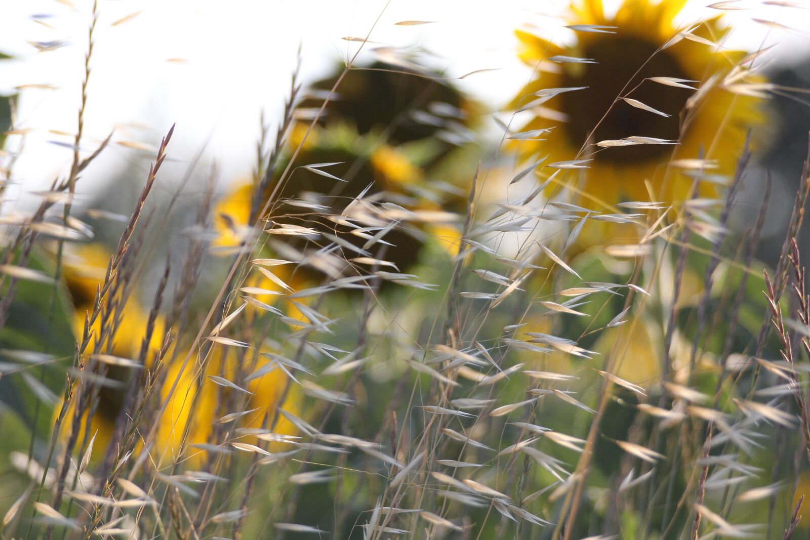 Canon EOS 550D (EOS Rebel T2i / EOS Kiss X4) sample photo. Sunflower, summer, yellow photography