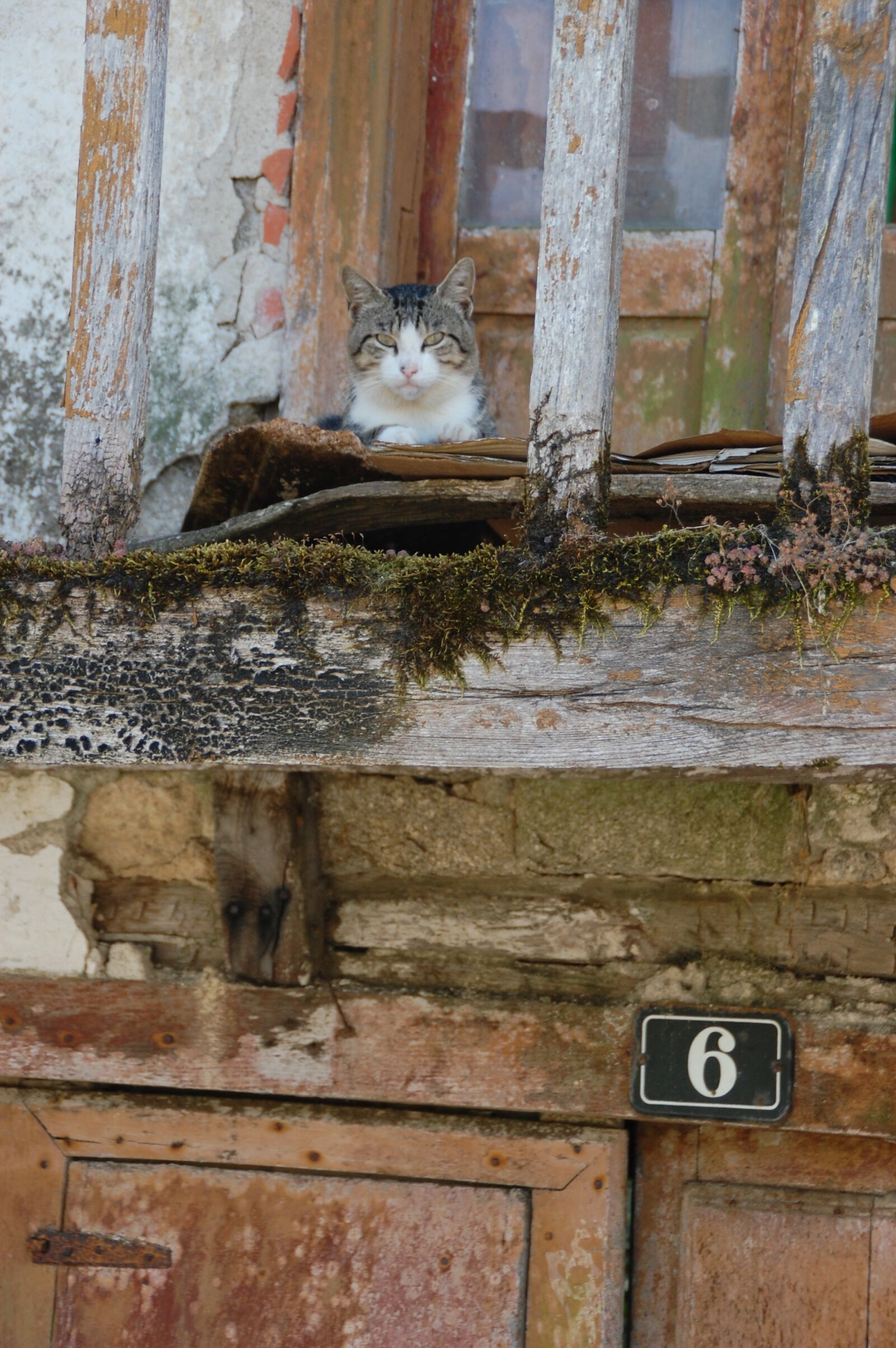 Nikon D40 sample photo. Cat, house, old photography