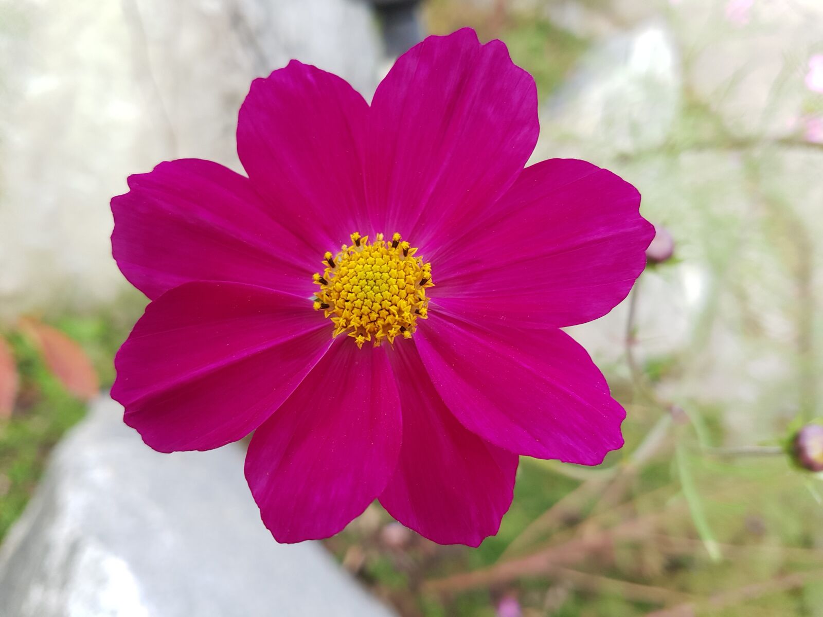 Samsung Galaxy S7 sample photo. Autumn, fall flowers, free photography