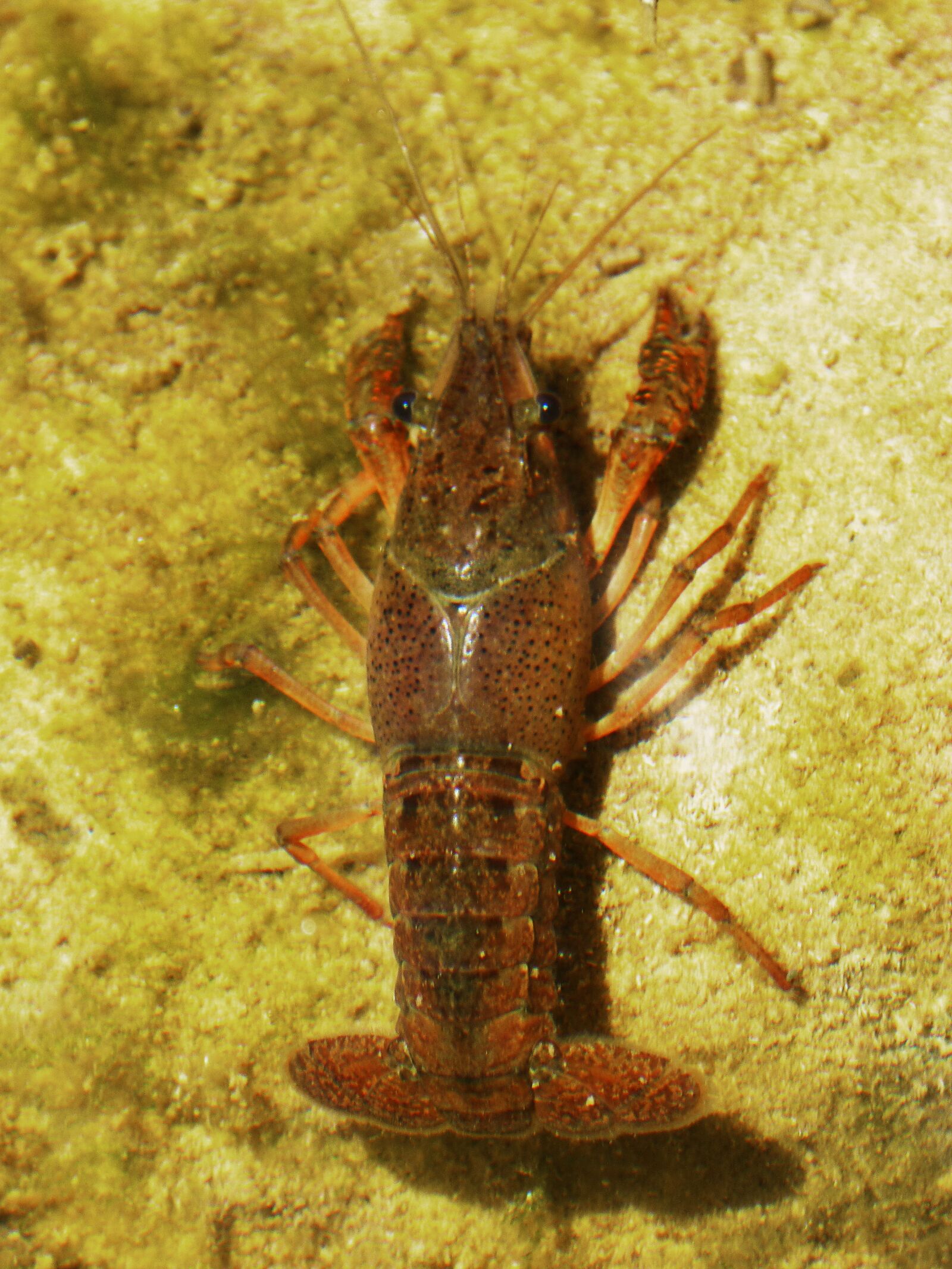Panasonic DMC-FZ62 sample photo. Crayfish, american crab, invasive photography