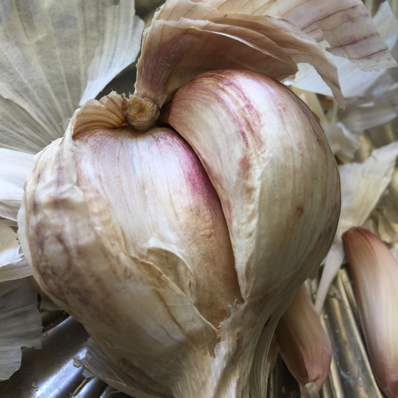 iPhone 6 Plus back camera 4.15mm f/2.2 sample photo. Clove, eating, healthy, fresh photography
