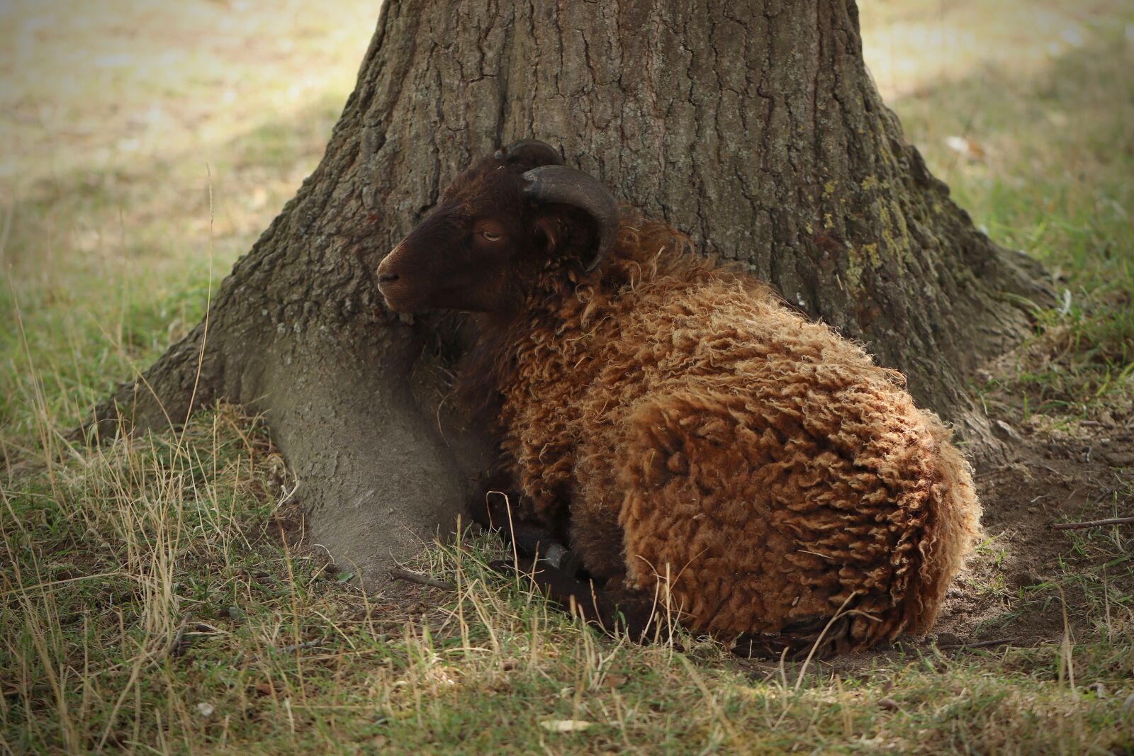 Canon EOS 800D (EOS Rebel T7i / EOS Kiss X9i) sample photo. Sheep, lamb, mammal photography