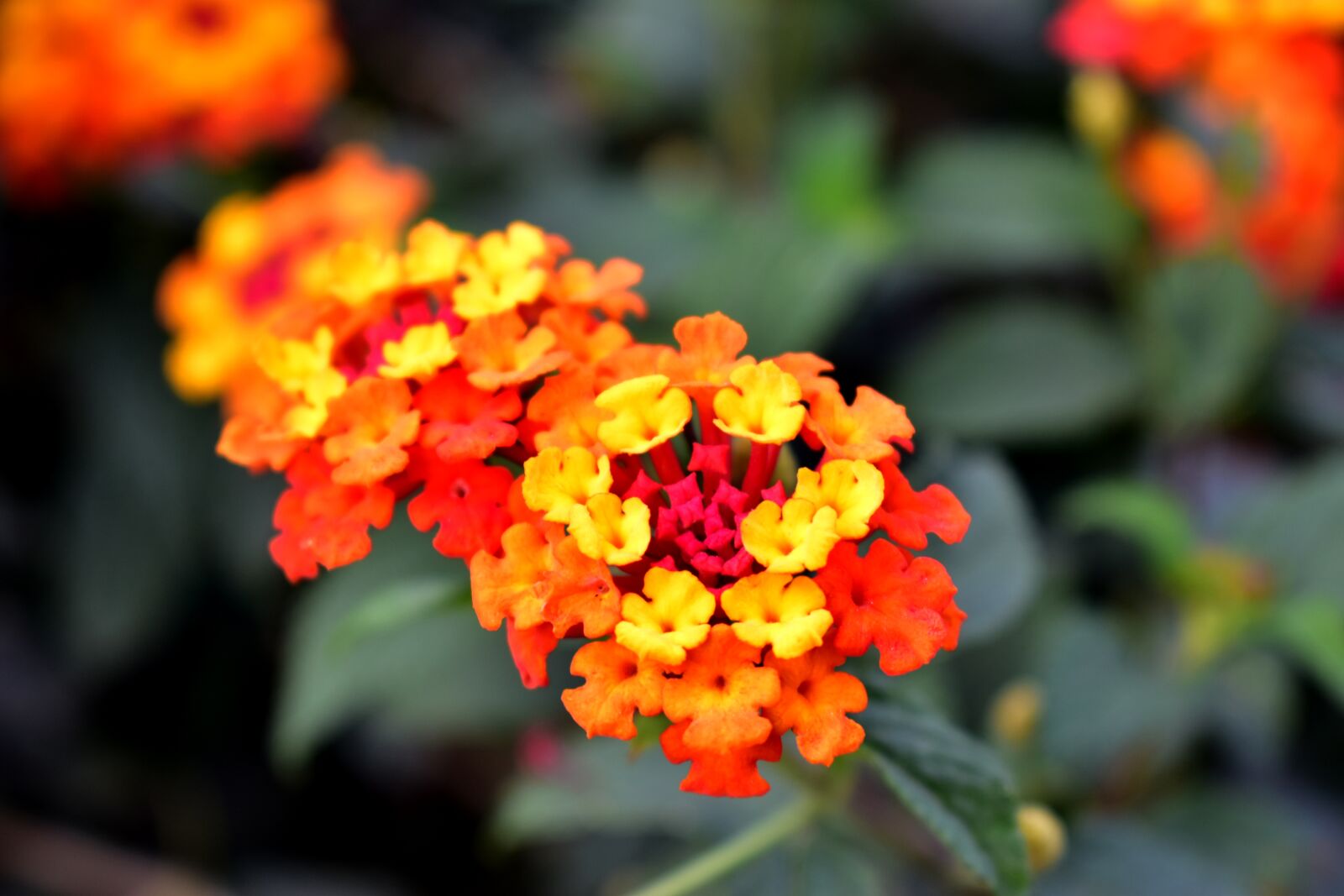Nikon D5600 sample photo. Flower, flowers, yellow photography