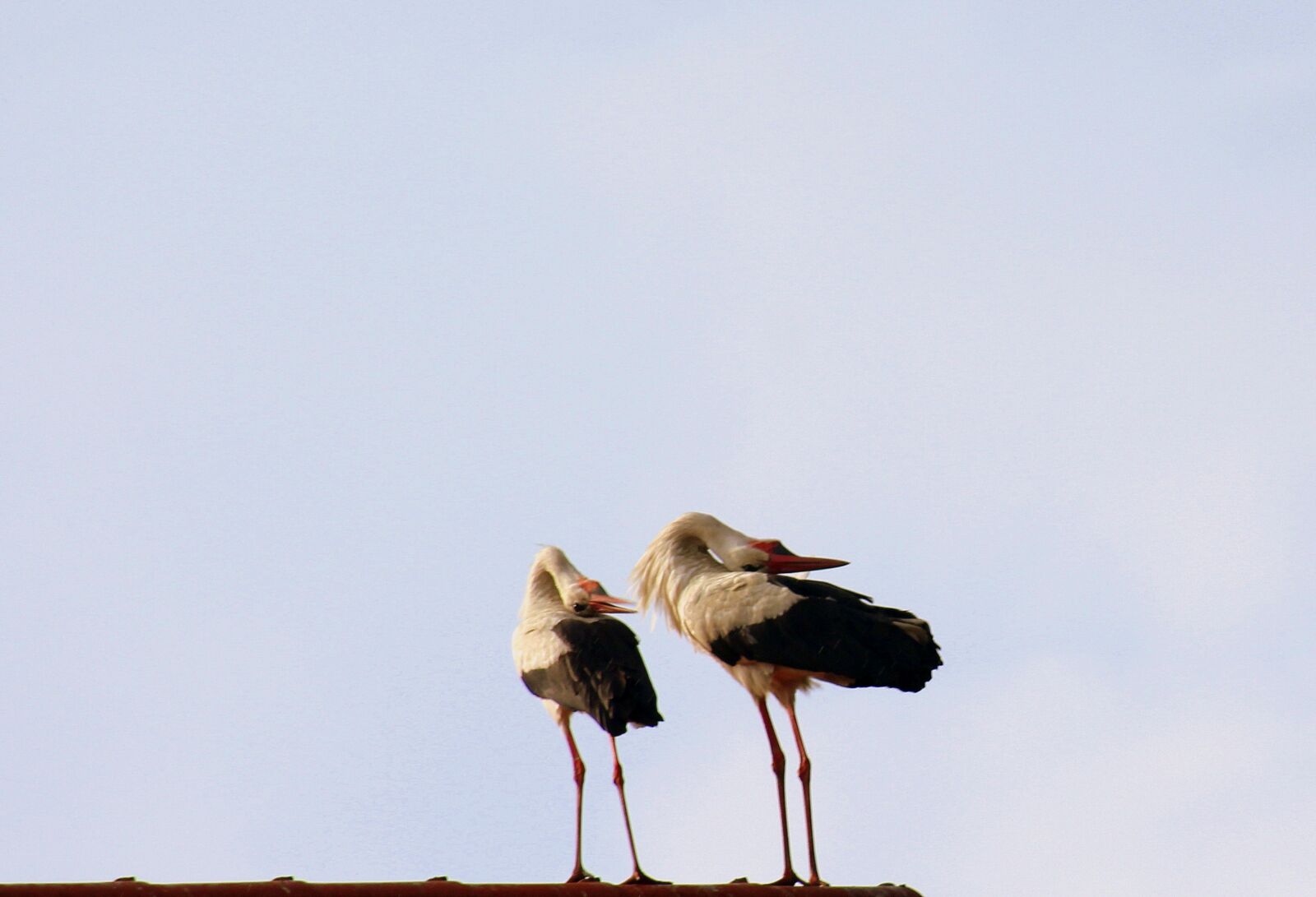 Canon EOS 1200D (EOS Rebel T5 / EOS Kiss X70 / EOS Hi) sample photo. Storks, birds, spring photography