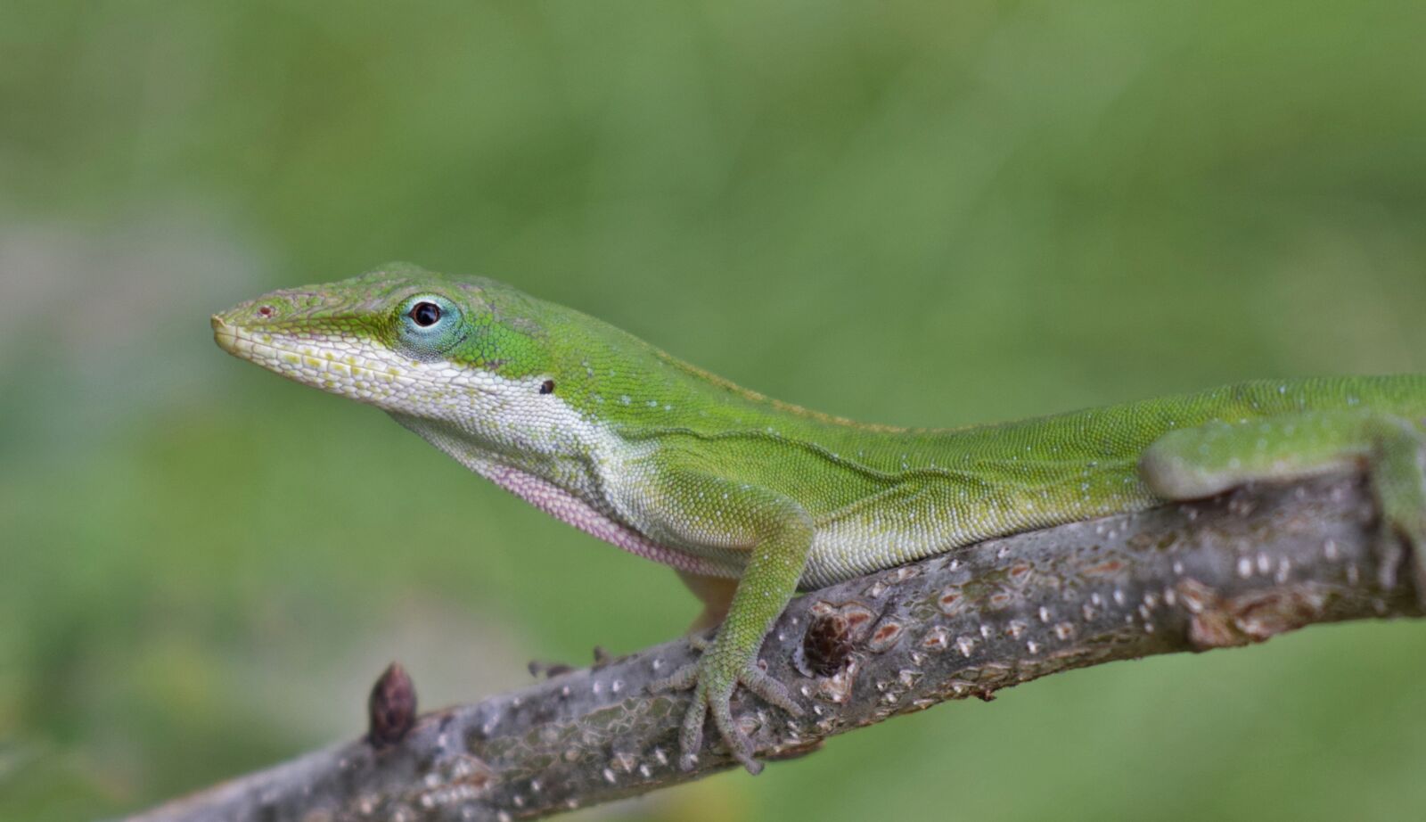 Nikon D5300 sample photo. Anole, green anole, lizard photography