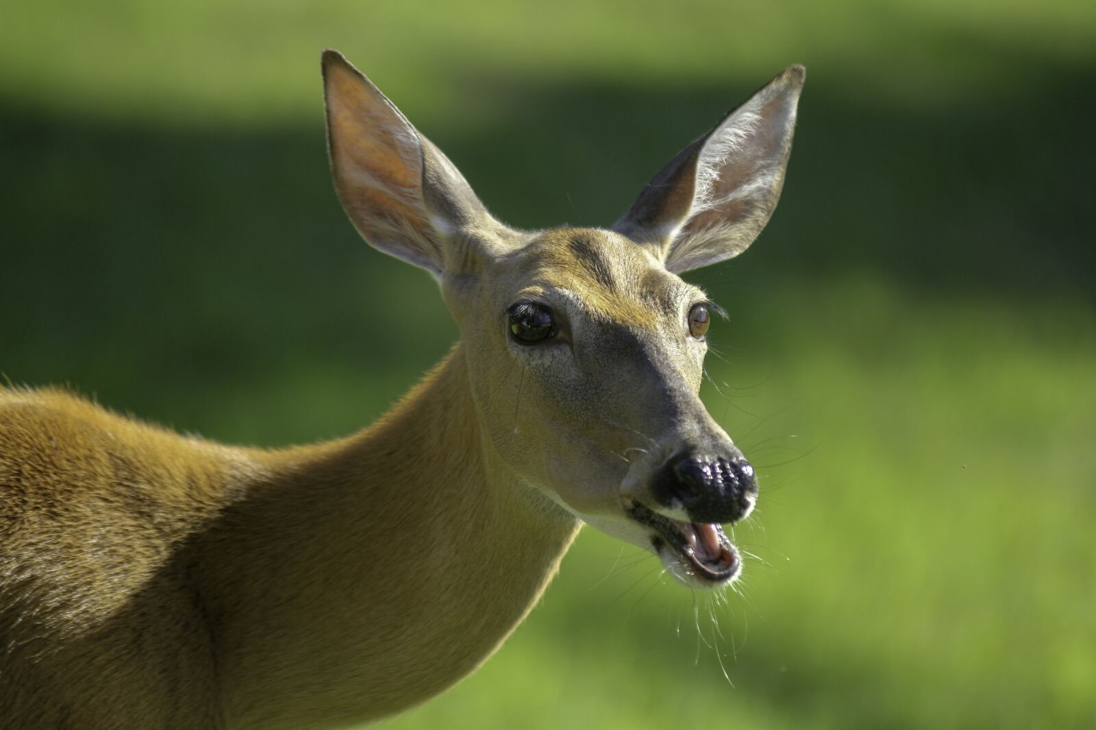 Canon EOS 60D sample photo. Deer, west virginia, doe photography