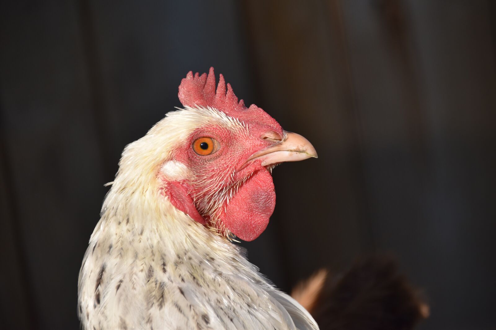 Nikon D5600 sample photo. Hen, laying hen, portrait photography