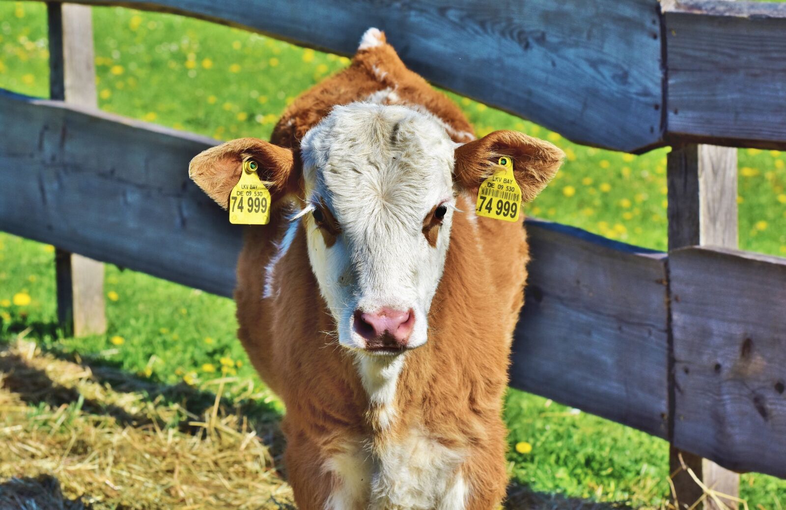 Nikon D7200 sample photo. Calf, cow, beef photography