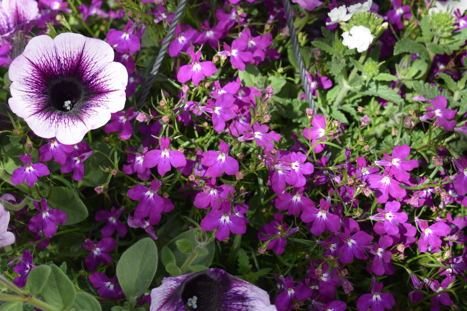Nikon D3300 sample photo. Purple, flower, flowers photography