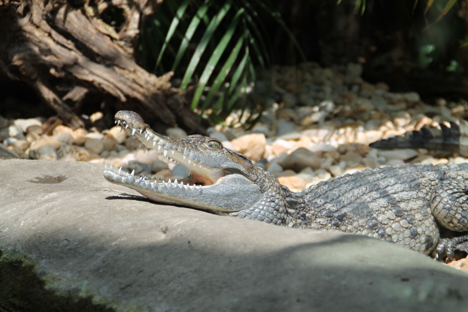 Canon EOS 1100D (EOS Rebel T3 / EOS Kiss X50) sample photo. Zoo, crocodile, reptile photography
