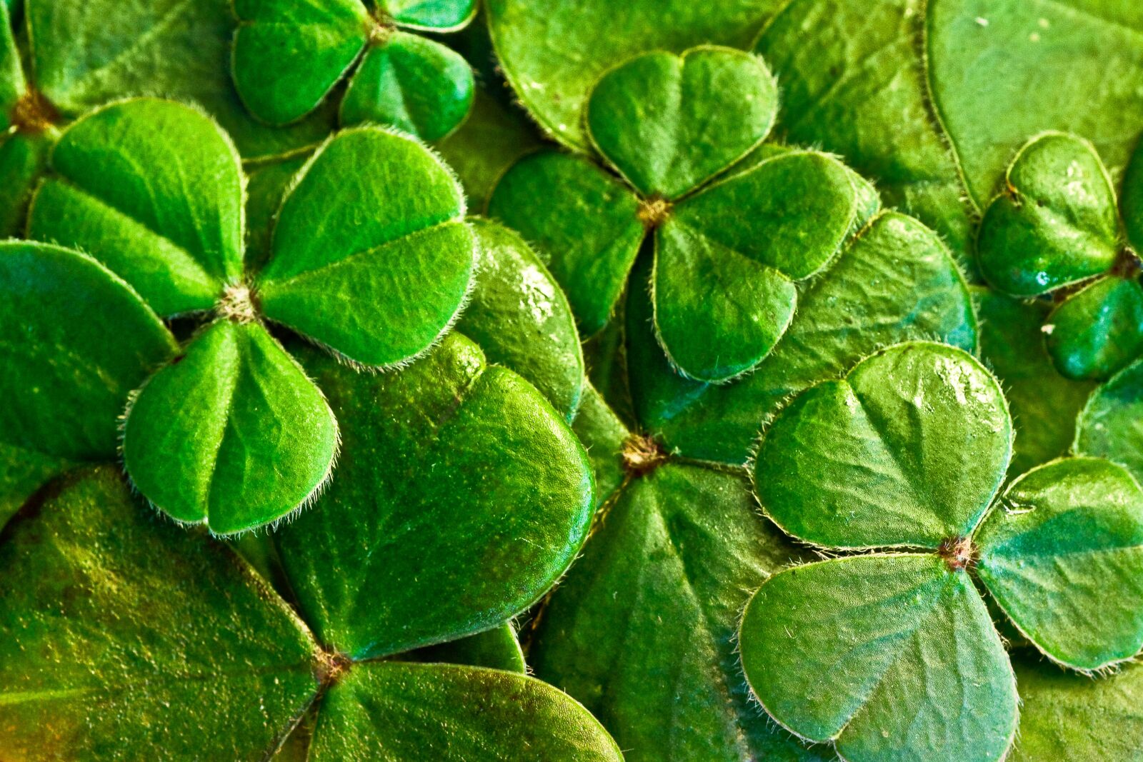 Canon EOS 450D (EOS Rebel XSi / EOS Kiss X2) sample photo. Shamrocks, clover, st patrick's photography