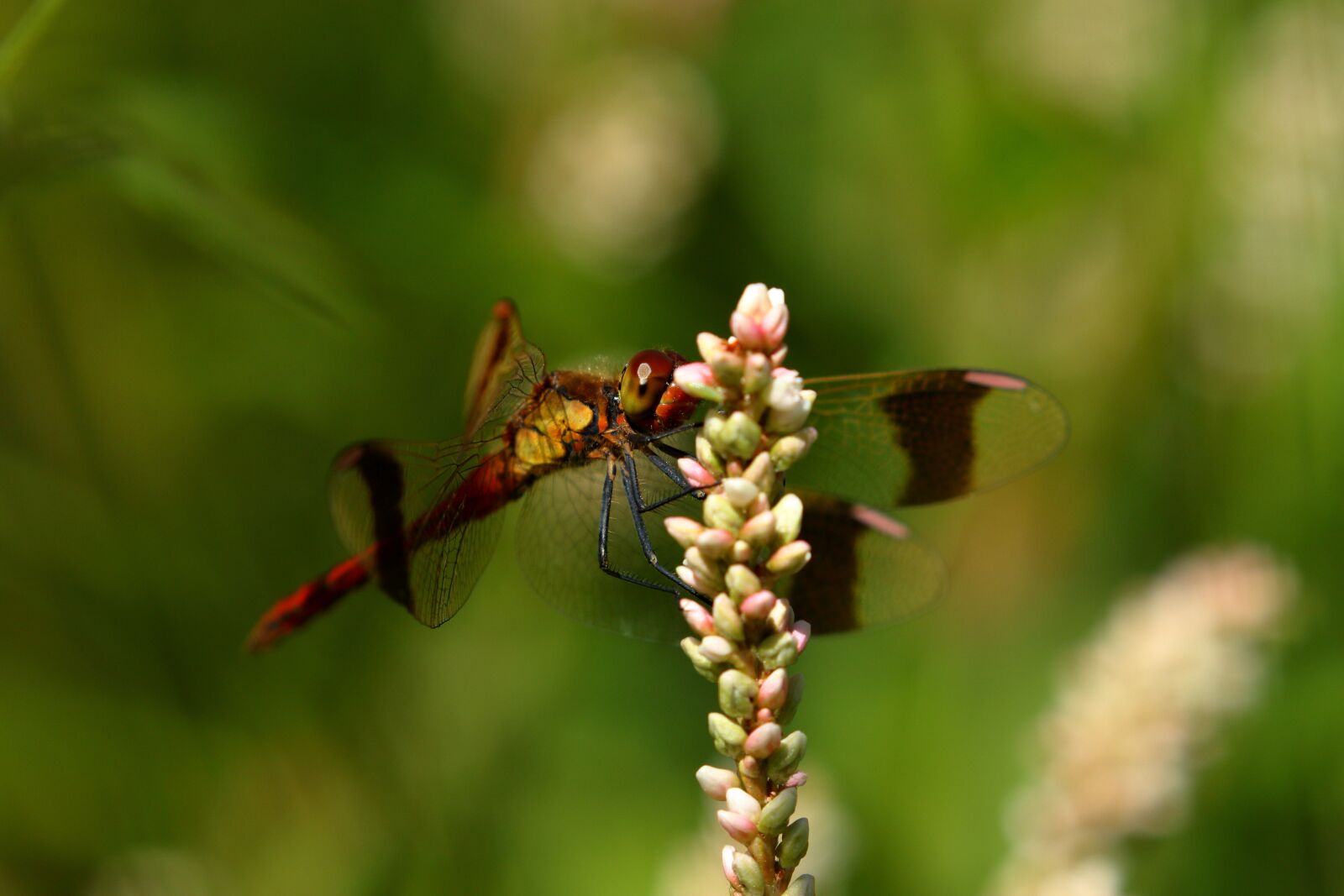 Canon EOS 7D Mark II sample photo. Prato, dragonfly, insect photography
