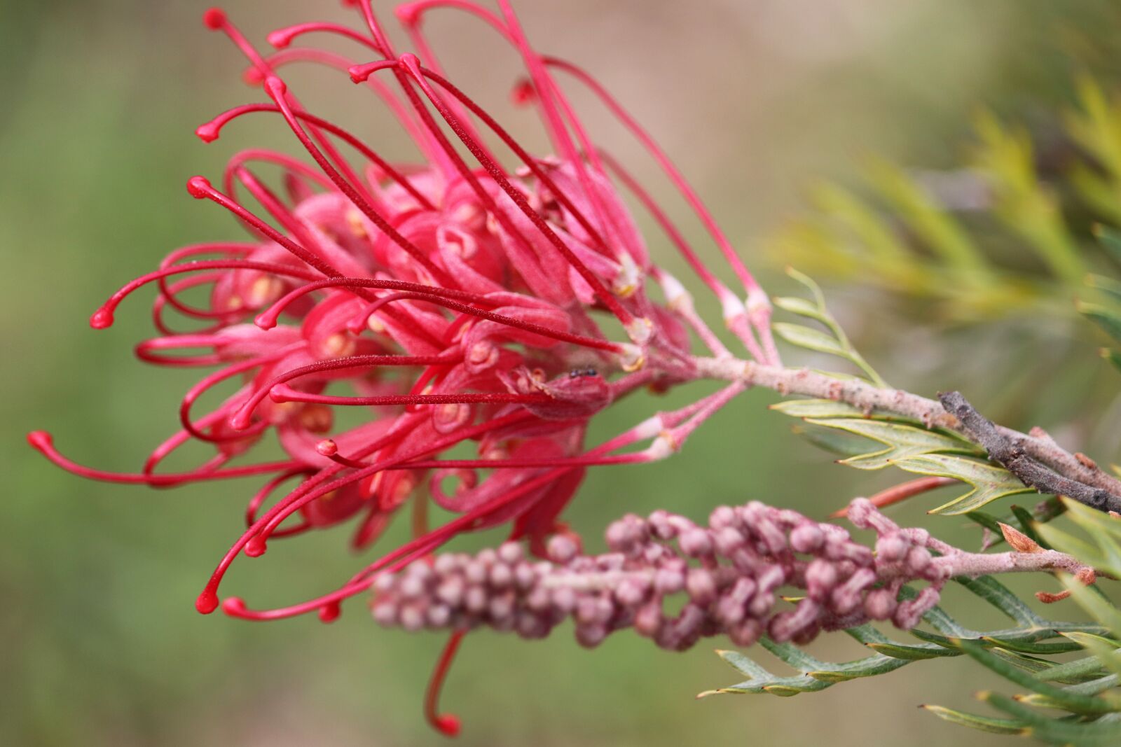 Canon EF-S 55-250mm F4-5.6 IS STM sample photo. Grevillea, flower, bud photography