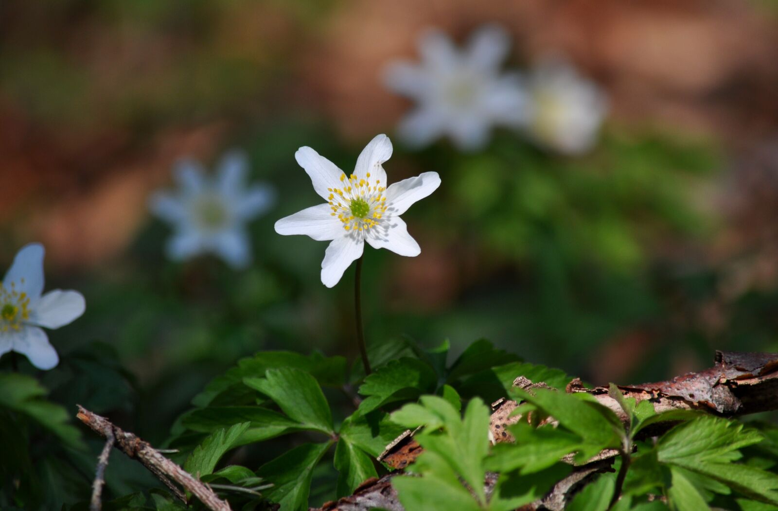 Nikon D90 sample photo. Wood anemone, anemone nemorosa photography