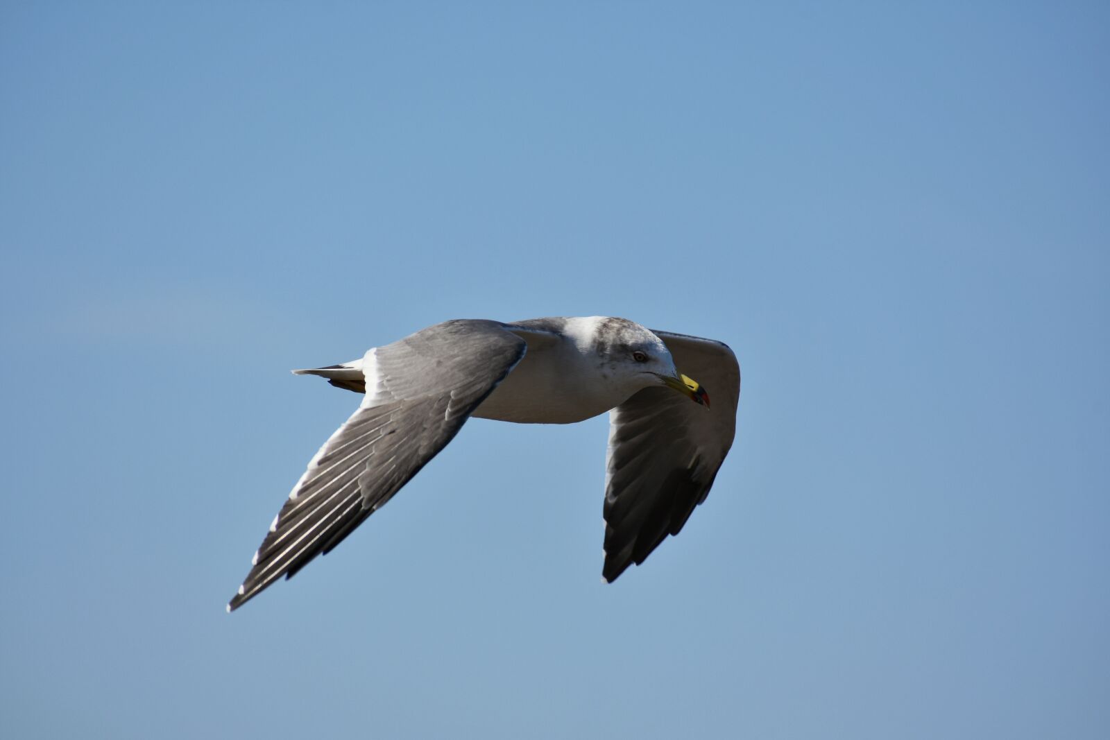 Nikon D7200 sample photo. Animal, sky, bird photography