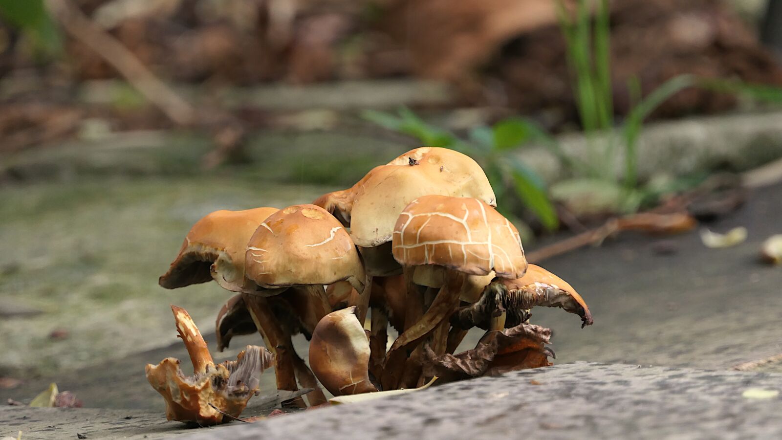 Panasonic Lumix DMC-FZ2500 (Lumix DMC-FZ2000) sample photo. Mushrooms, mushroom, forest photography
